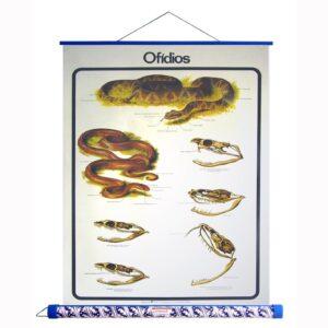 Ofídeos - Embalagem unipak 